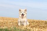 CHIEN FINNOIS DE LAPONIE 202